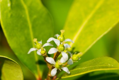 Skimmia japonica - skimie japonská - květ